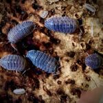 Armadillidium peraccae