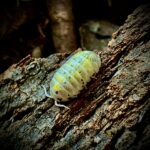 Armadillidium vulgare magic potion