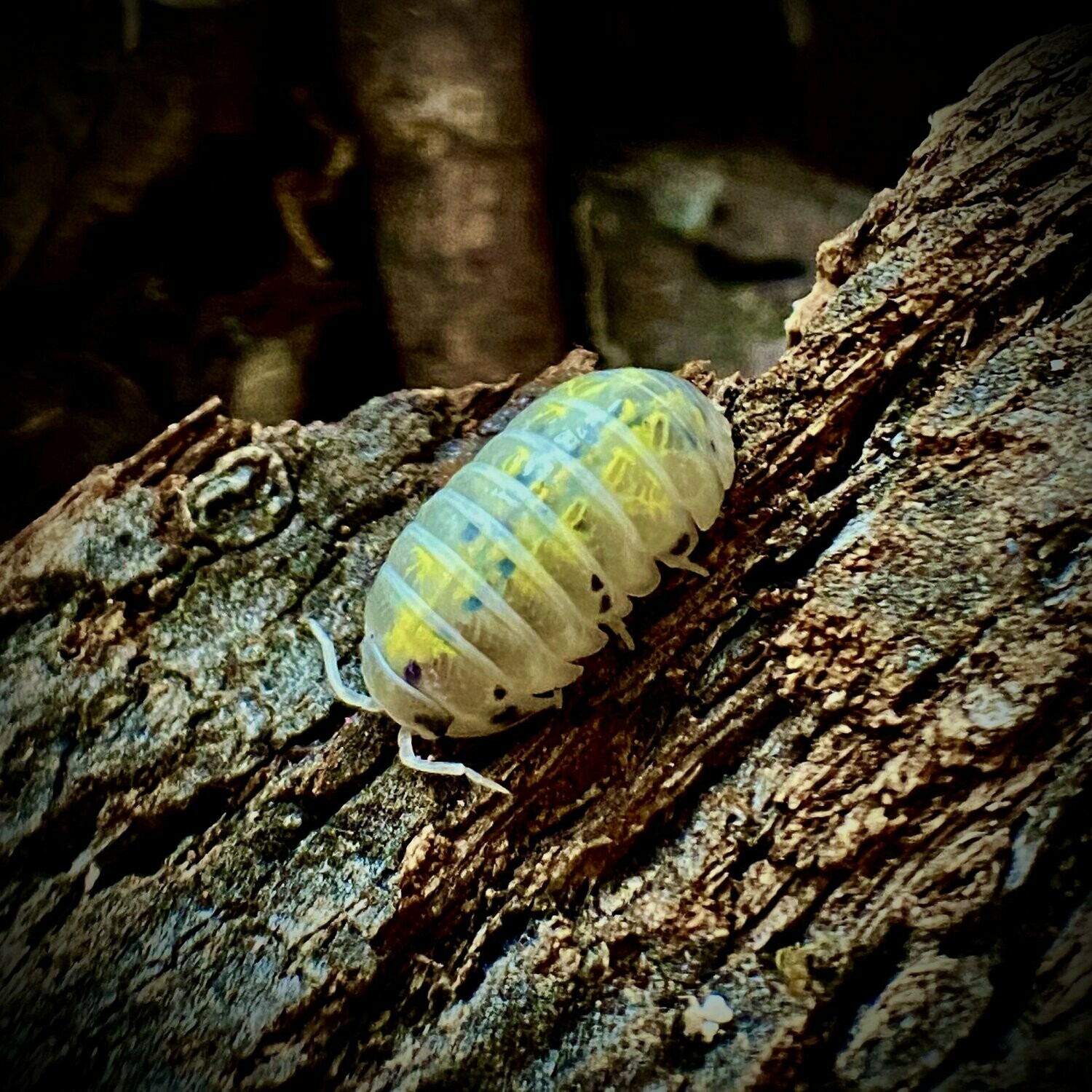 Armadillidium vulgare magic potion