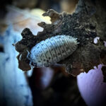 Agabiformius lentus