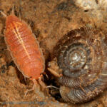 Androniscus dentiger