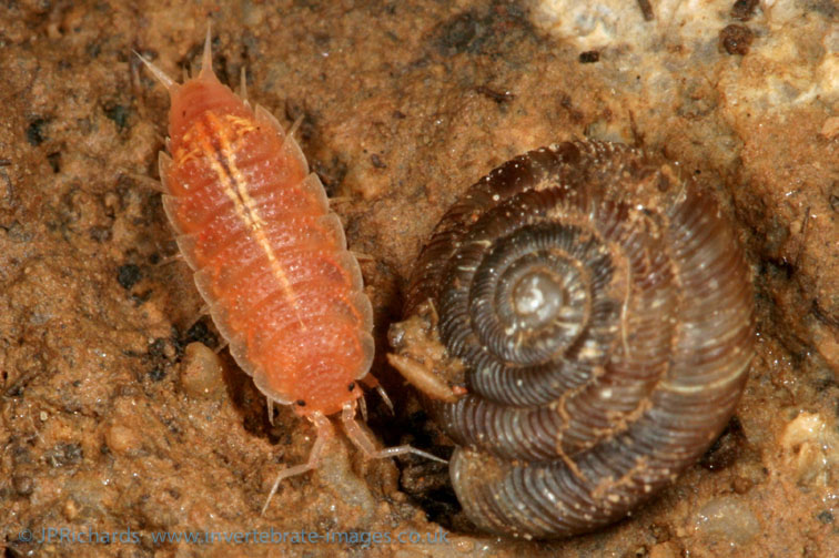 Androniscus dentiger