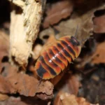 Ardentiella - Ember Bee
