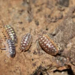 Armadillidium Flavoscutatum