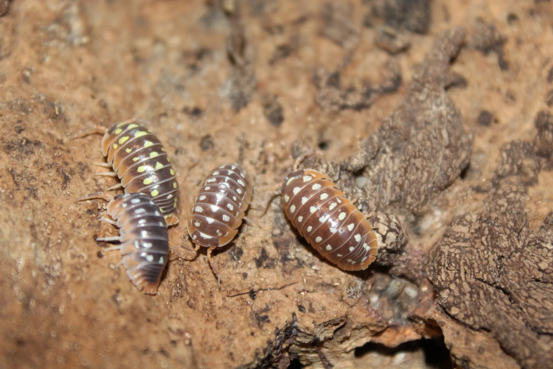 Armadillidium Flavoscutatum
