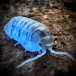 Armadillidium deppresium magic potion