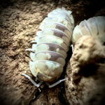 Armadillidium espanyoli Marbelized