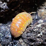 Armadillidium frontetriangulum corfu orange