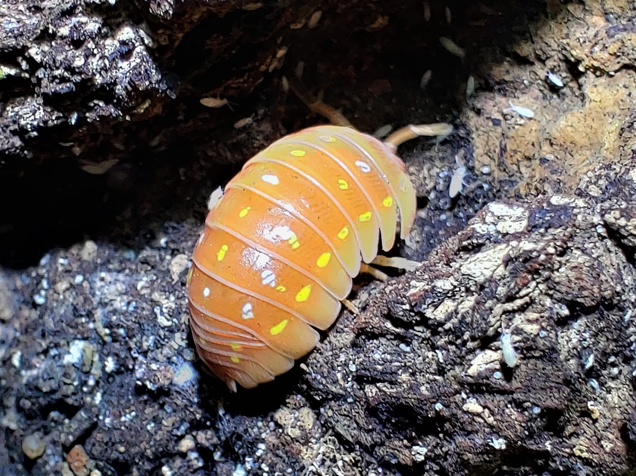 Armadillidium frontetriangulum corfu orange