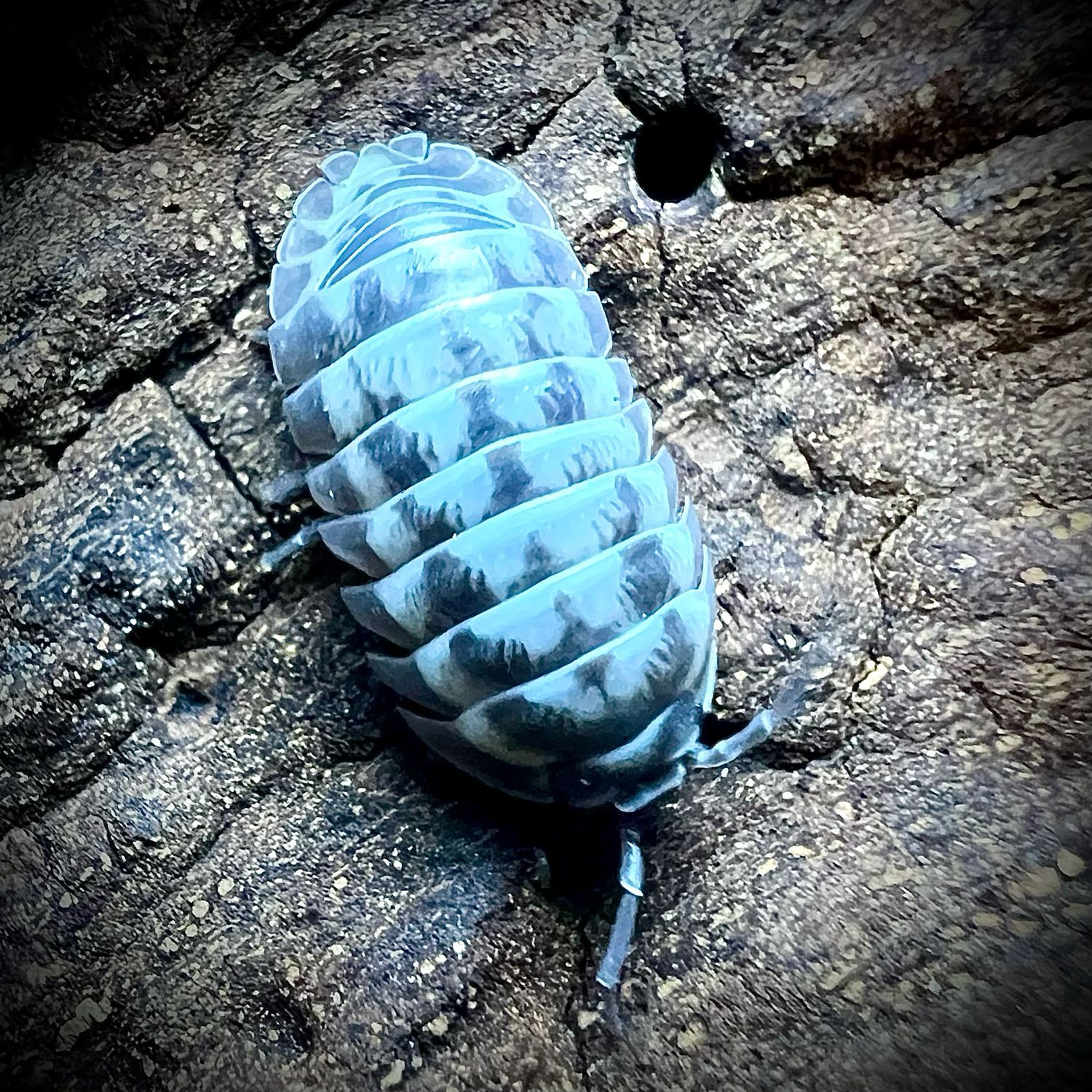Armadillidium gestroi Milky Way