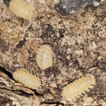 Cristarmadillidium Muricatum - Crystal Pineapples