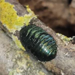 Emerald Cockroach