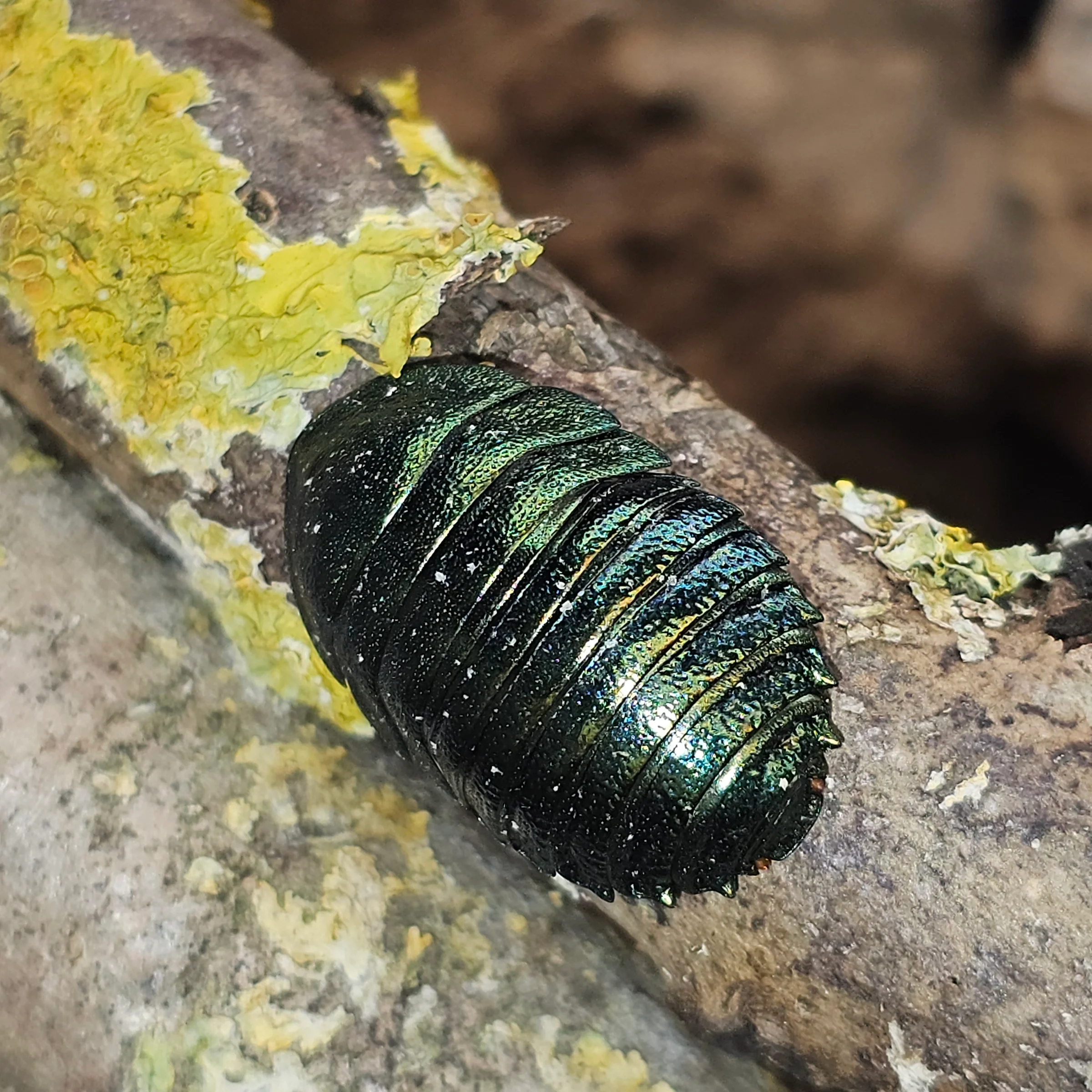 Emerald Cockroach