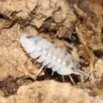 Nesodillo sp 'Shiro Utsuri'