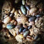 Armadillidium vulgare gem mix