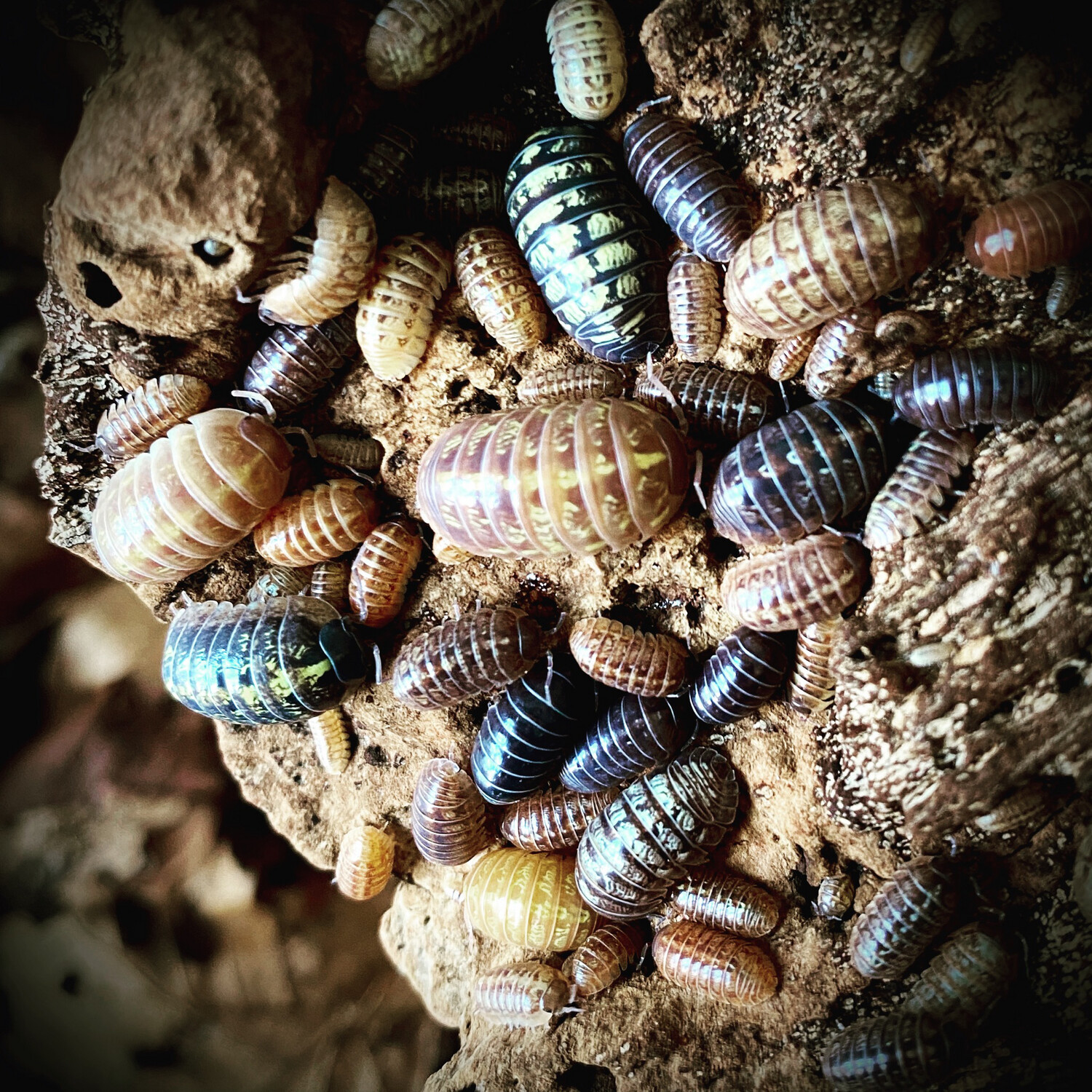 Armadillidium vulgare gem mix
