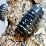 Armadillidium corcyraeum