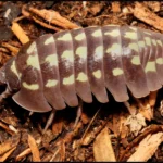 armadillidium gestroi white dot