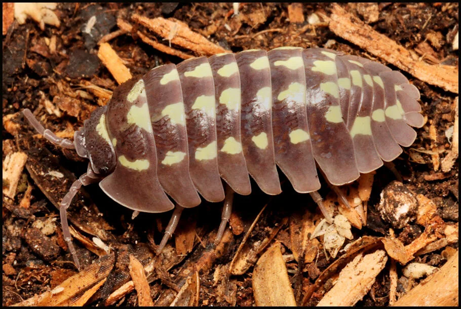 armadillidium gestroi white dot