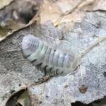 Armadillidium granulatum White pearl