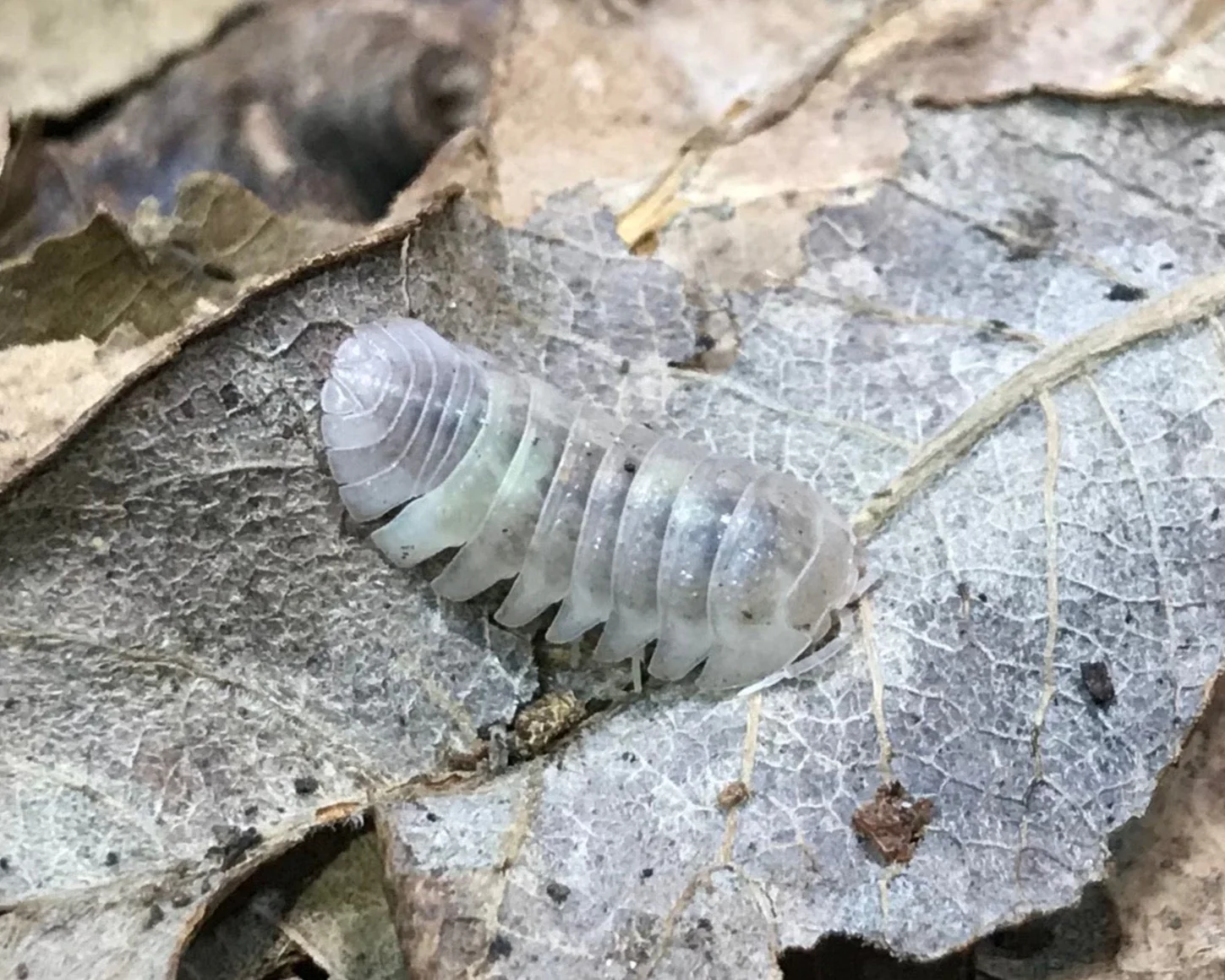 Armadillidium granulatum White pearl