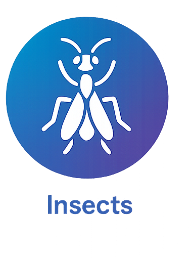 Insects