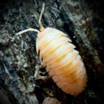 Armadillidium pallasii Orange